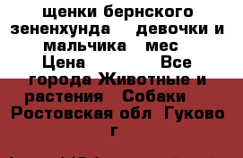 щенки бернского зененхунда. 2 девочки и 2 мальчика(2 мес.) › Цена ­ 22 000 - Все города Животные и растения » Собаки   . Ростовская обл.,Гуково г.